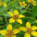 Chrysogonum virginianum fleur